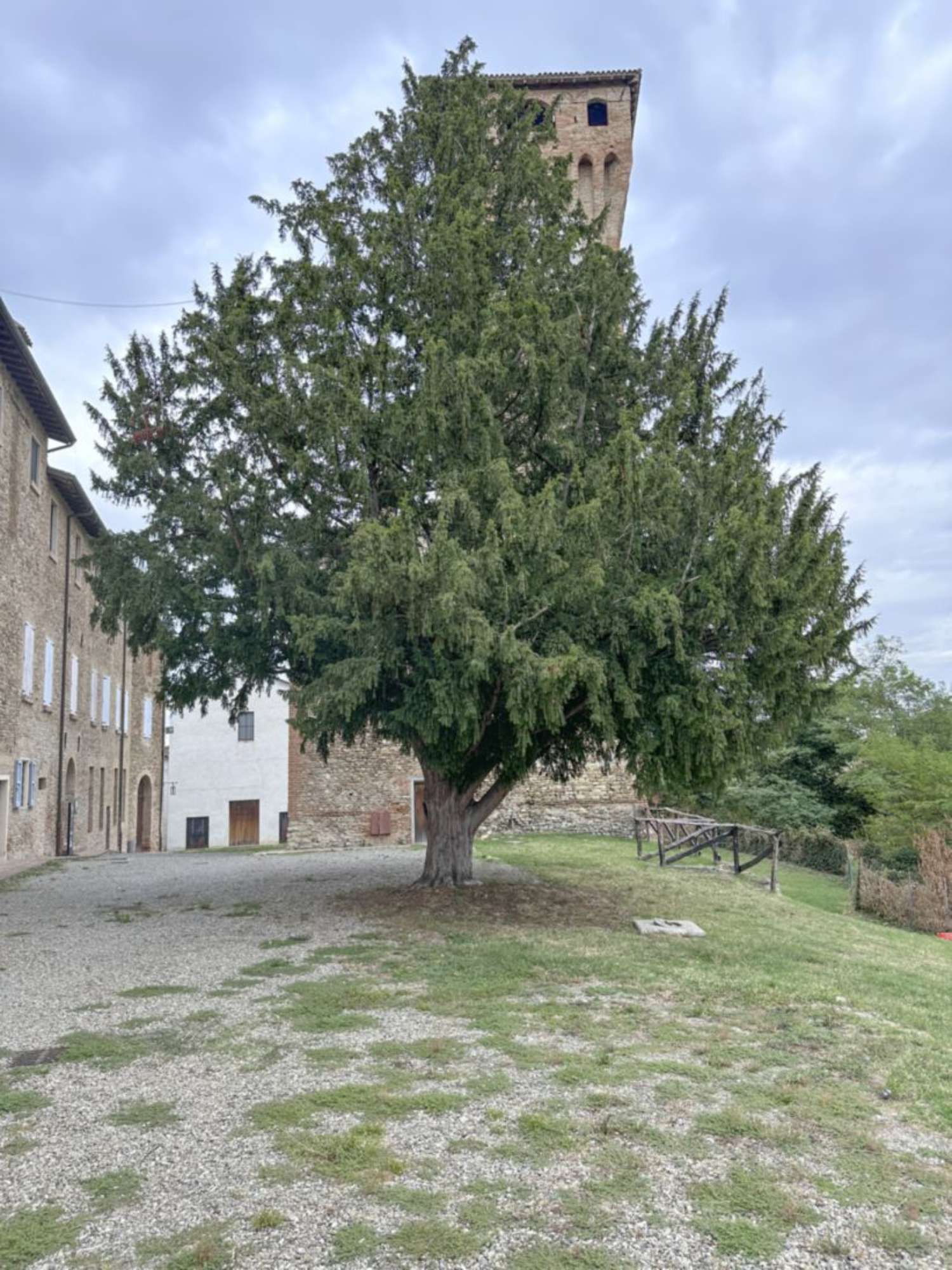 Tasso_Castelvetro di Modena_SCA3321
